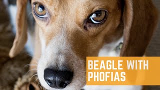 Beagle with phobias [upl. by Norean]