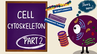 Cell Cytoskeleton  Part 2  Microfilaments and Intermediate Filaments  Cell Biology [upl. by Jacobba163]