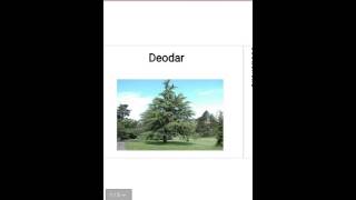 About deodar tree [upl. by Otilia765]