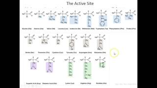 Lecture 7B SetUp for Chymotrypsin Enzymatic Mechanism [upl. by Rebecca]