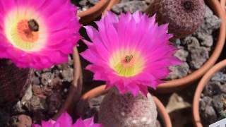 Echinocereus rigidissimus ssp rubispinus L088 [upl. by Aerdnak]