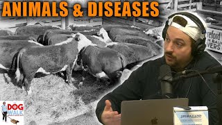 How Domesticating Animals Brought Diseases to the Americas [upl. by Nahc]