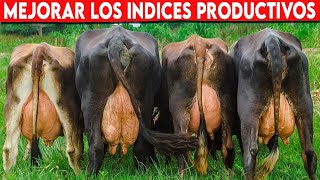 🔴 VACAS LECHERAS Como Mejorar Los INDICES PRODUCTIVOS ✅ Vacas Lecheras  Doble Propósito [upl. by Nafri]