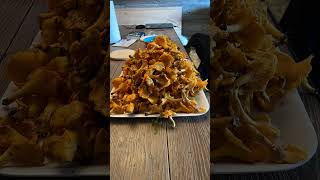 10 kg de chanterelles en Corrèze [upl. by Aliehc]