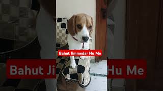 Bahut Jimmedar Hu Me😎 trending ytshorts funny viralvideo beagle petlover indiadoglover [upl. by Lah]