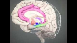 Amygdala and Hippocampus [upl. by Harol]