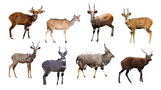 8 Species of Spiralhorned Antelopes  Genus Tragelaphus [upl. by Eyk315]