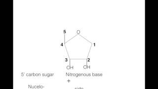 Formation of a nucleoside and nucleotide [upl. by Meekar]