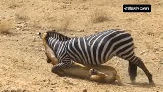 Animals mating and two lions attack on this Horse and Zabera mating and lion attack and hunting [upl. by Poyssick114]