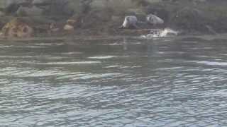 group of seals in loch fyne [upl. by Preston]