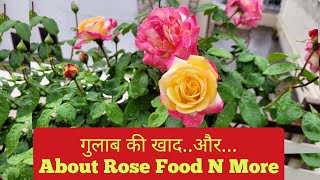 Best Rose Plant Food  fertilizer n more  गुलाब के लिए शक्तिशाली खाद और [upl. by Naelcm]