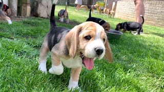 Beagle Puppies Playing and Fighting [upl. by Srevart448]