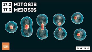 IGCSE Biology  Mitosis and meiosis 172 173 [upl. by Ynattir]