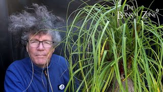 Repotting My Ponytail Palm The Bonsai Zone Nov 2022 [upl. by Cob358]