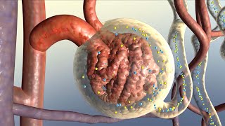 How Your Kidneys Work [upl. by Adams]