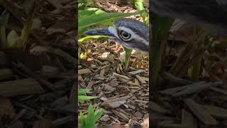 The Bush StoneCurlew hisses [upl. by Wong685]