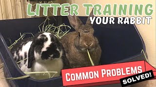 How To Toilet Train Your Rabbit  Solutions To Common Litter Training Problems [upl. by Sajet]