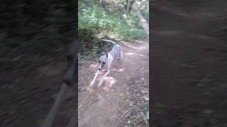 Whippet Dogs Jungle Run [upl. by Urbas]