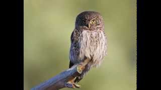 Glaucidium passerinum Eurasian Pygmy Owl 1 Territorial sound of male [upl. by Alleunam]