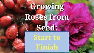 Grow Roses from Seed Start to Finish [upl. by Samled463]