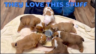 How To Make Puppy Gruel And When We Start It [upl. by Jelks]