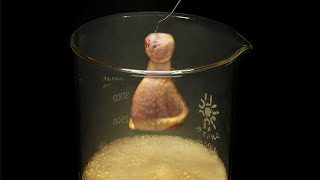 Vaporizing chicken in acid [upl. by Ekud]