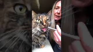 Training my indoor semiferal cats to take medication via oral syringe [upl. by Nnaytsirk233]