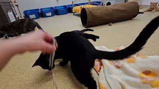 Shelter Cat Orchid Turns Herself into Scissors to Fight RED DOT OF DOOM at the Source REAL [upl. by Iahc]