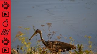 Limpkin Aramus guarauna  aka Crying Bird feeding its babies an Apple Snail [upl. by Ikcir383]