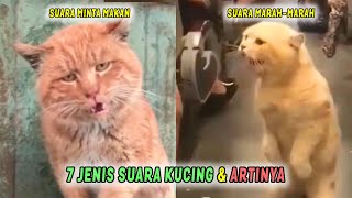 Tidak Hanya Mengeong Inilah 7 Jenis Suara Kucing dan Artinya yang Harus Cat Lover Tau [upl. by Ordisy]