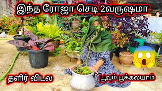 என்னது 2வருஷமா வளராத ரோஜா செடியா [upl. by Leiuqeze277]