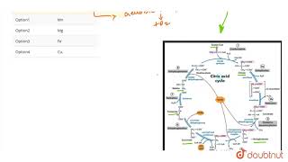 Mineral activator of enzyme aconitase is [upl. by Deevan]