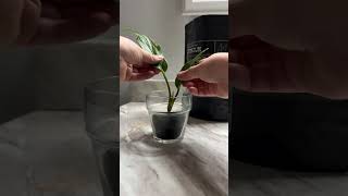 Follow for the update 👀 fluvalstratum propagation anthurium plants houseplants [upl. by Niko204]