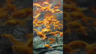 Carassius auratus goldfish 🐟 fish 🐟 fish ocean music fishing remix [upl. by Harriot]