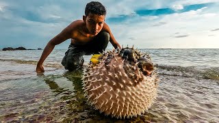 Live Pufferfish Eating from the Beach  How to cut live Pufferfish  Puffer Fish Cutting [upl. by Aibos716]