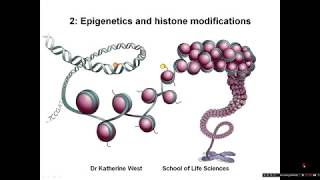 Introduction to epigenetics and histone modifications [upl. by Clyte319]