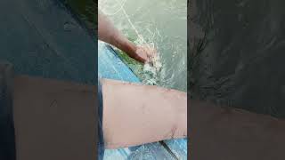 fishing fiish beachfishing fish filefish carpfishing fihing carp fiahing videogama [upl. by Ahsiekrats163]