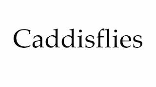 How to Pronounce Caddisflies [upl. by Dodd]