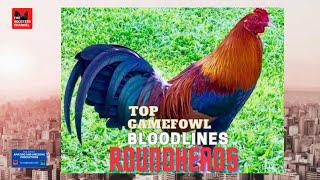 TOP GAMEFOWL BLOODLINES  ROUNDHEADS [upl. by Frederiksen]