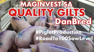 PIGLETS PRODUCTION  PIG FARMING BUSINESSNEGOSYO PHILIPPINES [upl. by Gylys233]