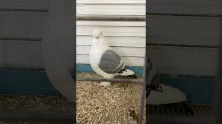 Oriental Satinette pigeon champion fancy fancypigeons oriental show thebest pigeons funny [upl. by Eiramrebma]