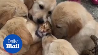 Adorable moment Golden retriever puppies lovingly lick ginger CAT [upl. by Suoivart]