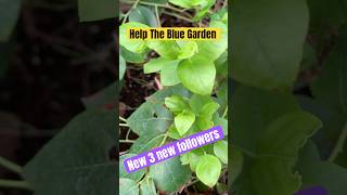 New Growth garden blueberryfarmer gardendesign gardencompost [upl. by Anirbes]