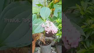 Medinilla flowers  thinkal tips  medinilla flowers  you tube short  short viral [upl. by Eilraep]