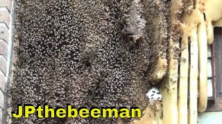 Massive Bee Hive Removed Alive [upl. by Lledo474]