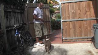 Dog Training  How to Train Your Puppy to Stay in the Yard [upl. by Itsyrc]