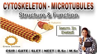 CYTOSKELETON  MICROTUBULES Structure and function In Detail  MSc Classes  Cell Biology [upl. by Merell]