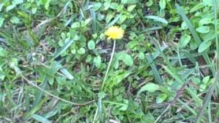 EatTheWeeds Episode 62 Dandelions [upl. by Prissy20]