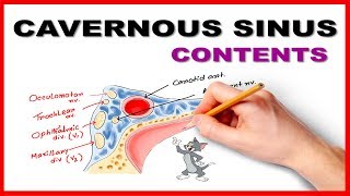 Cavernous Sinus Contents Mnemonic  Mnemonic series 19 [upl. by Sremlahc14]