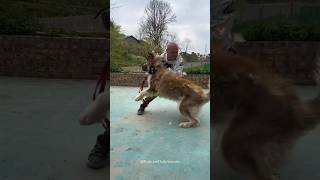 Training Big Wild Aggressive Husky 🤯 How To Train Dog 💀😱 shorts pets dog trending traineddogs [upl. by Damle]